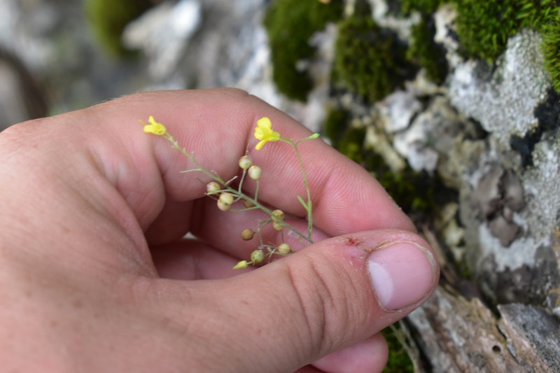 Limestoneglade Bladderpod photo 4