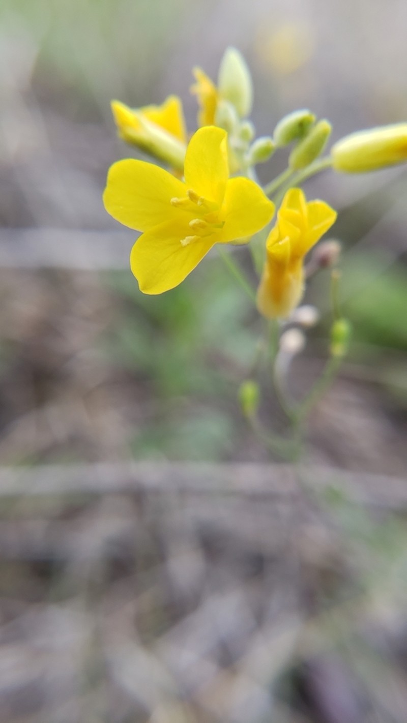 Limestoneglade Bladderpod photo 6
