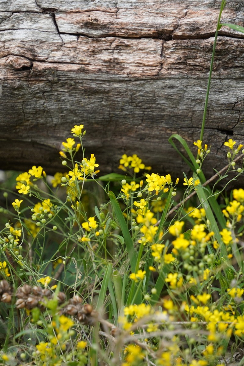 Limestoneglade Bladderpod photo 7
