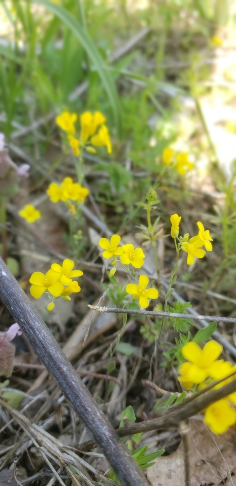 Limestoneglade Bladderpod photo 8