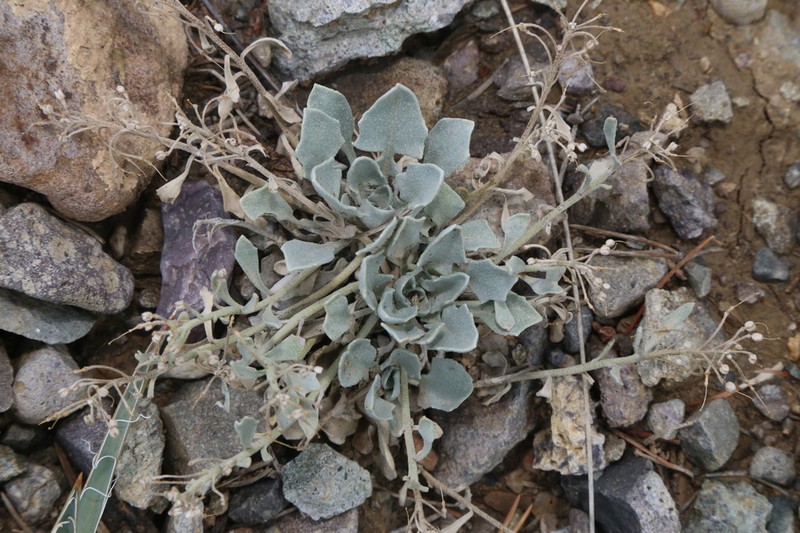 Pointtip Twinpod photo 3