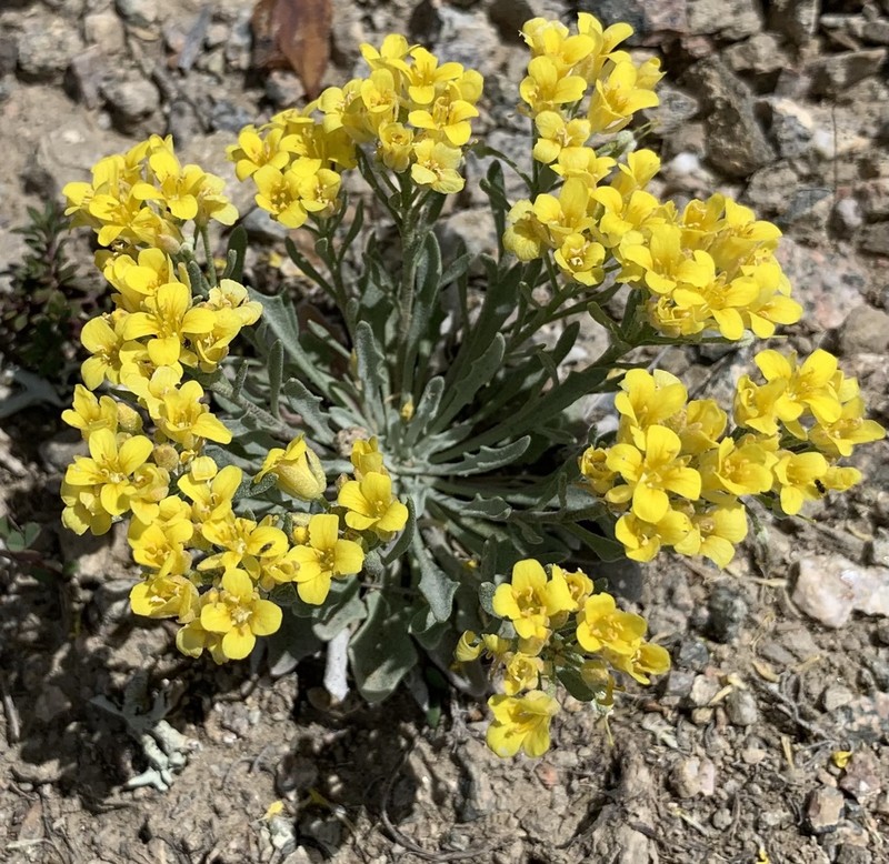 Pointtip Twinpod photo 4