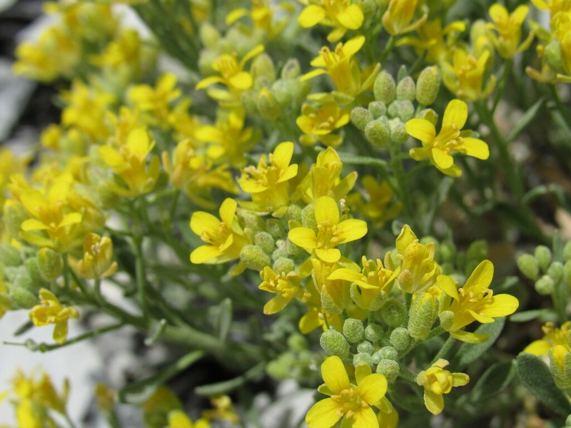 Pointtip Twinpod photo 5