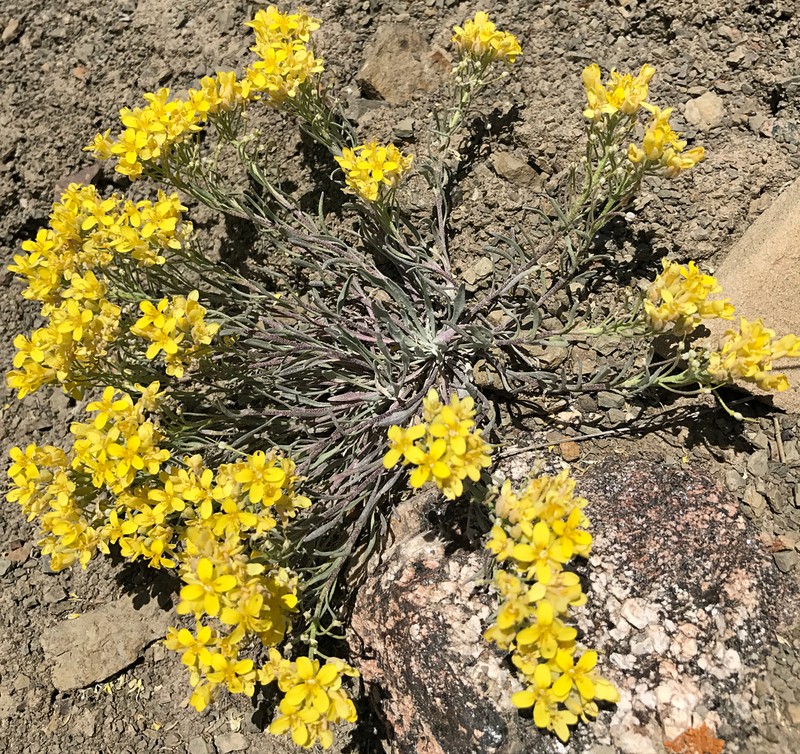 Pointtip Twinpod photo 6