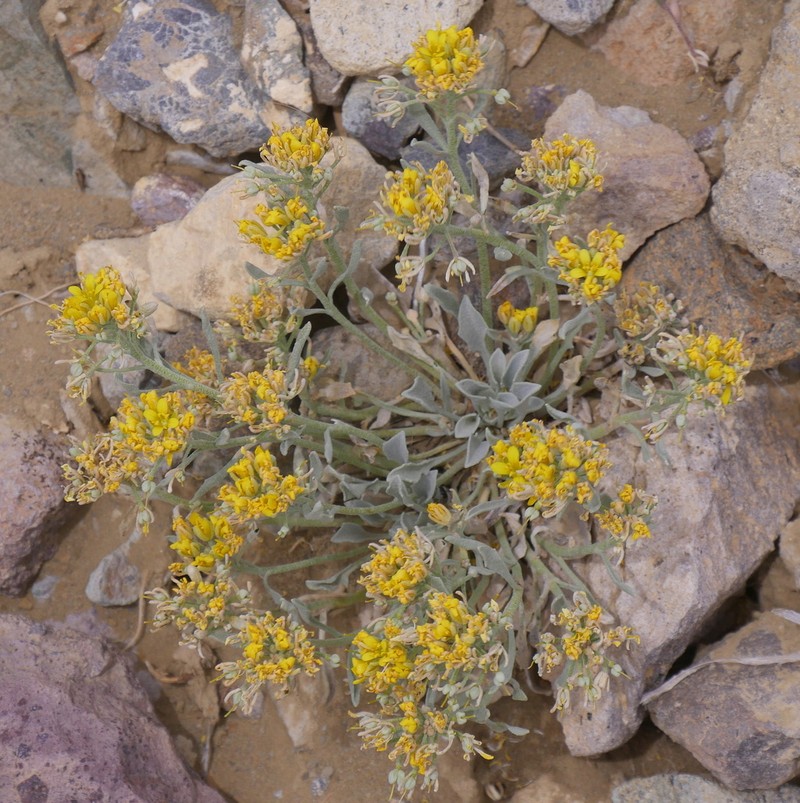 Pointtip Twinpod photo 8