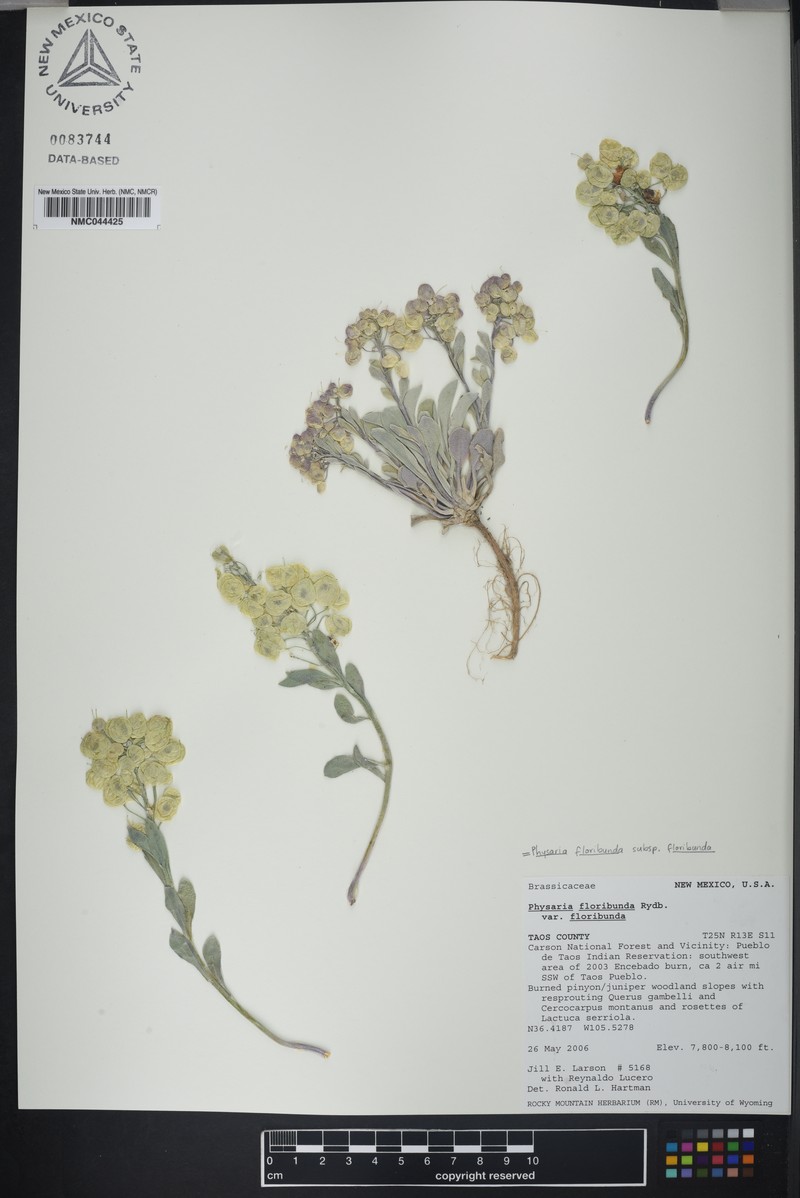 Physaria floribunda subsp. floribunda photo 4