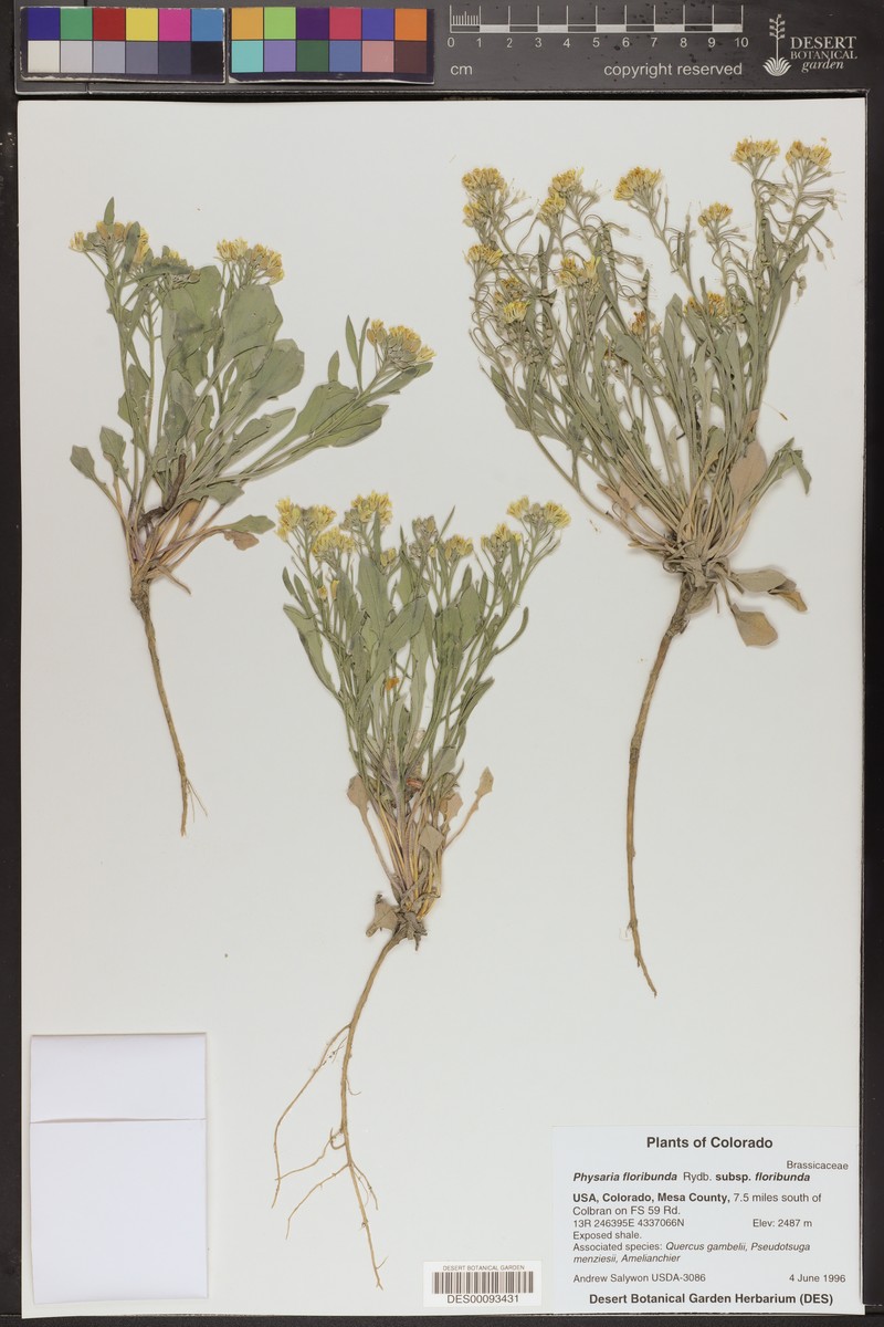 Physaria floribunda subsp. floribunda