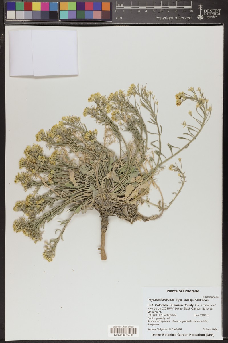 Physaria floribunda subsp. floribunda photo 2