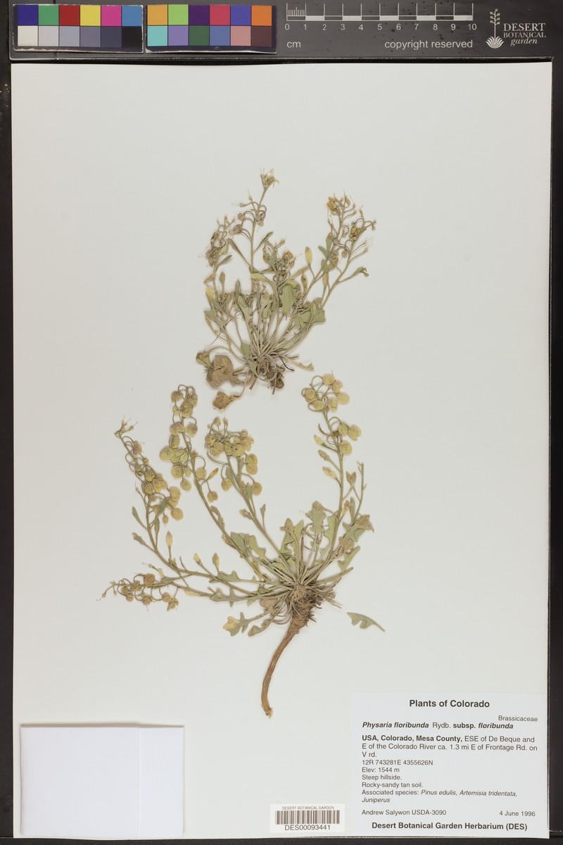 Physaria floribunda subsp. floribunda photo 3