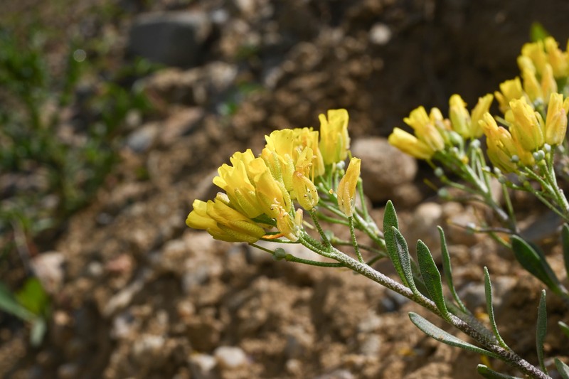 Physaria floribunda subsp. osterhoutii