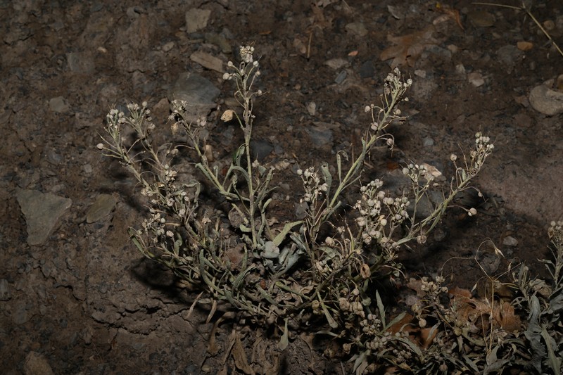 Physaria floribunda subsp. osterhoutii photo 2