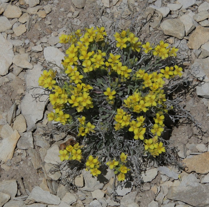 Physaria floribunda subsp. osterhoutii photo 3