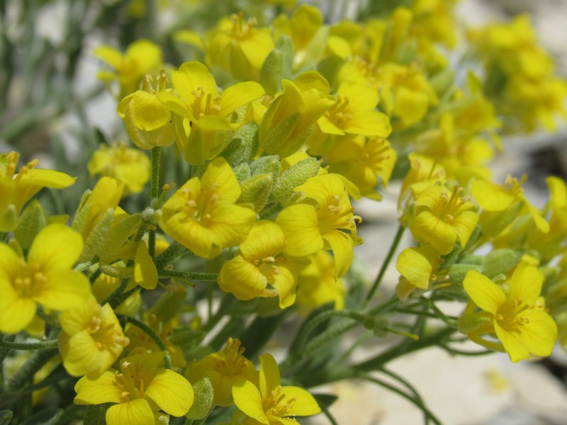 Physaria floribunda subsp. osterhoutii photo 4