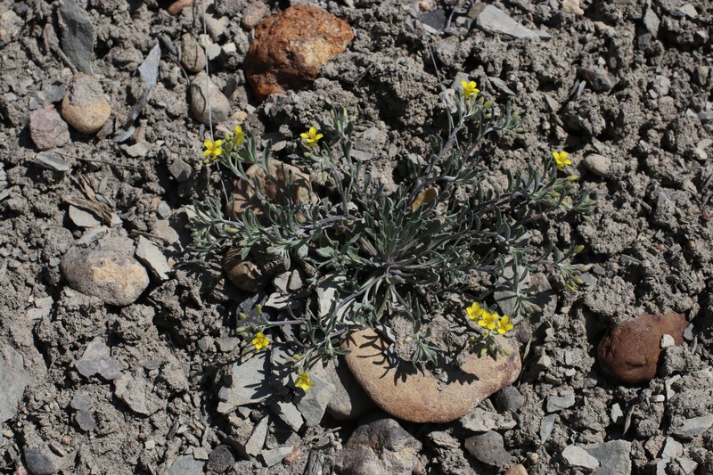 Physaria floribunda subsp. osterhoutii photo 6