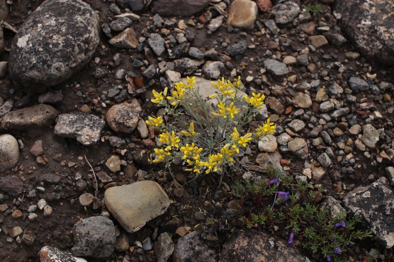 Physaria floribunda subsp. osterhoutii photo 7