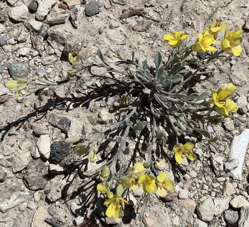 Physaria floribunda subsp. osterhoutii photo 8