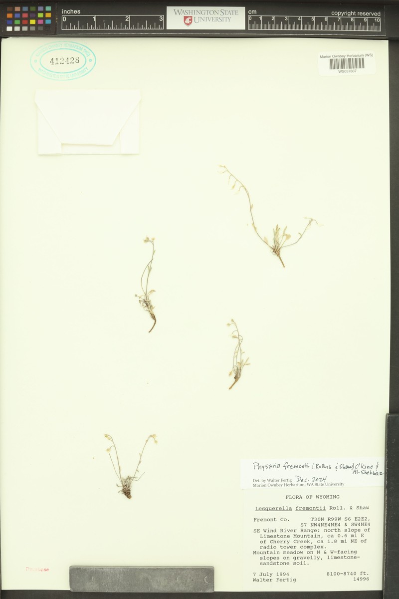 Fremont's Bladderpod