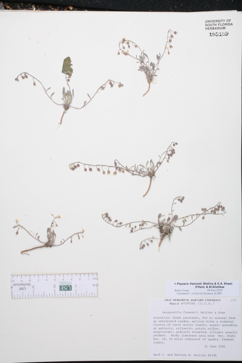 Fremont's Bladderpod photo 2