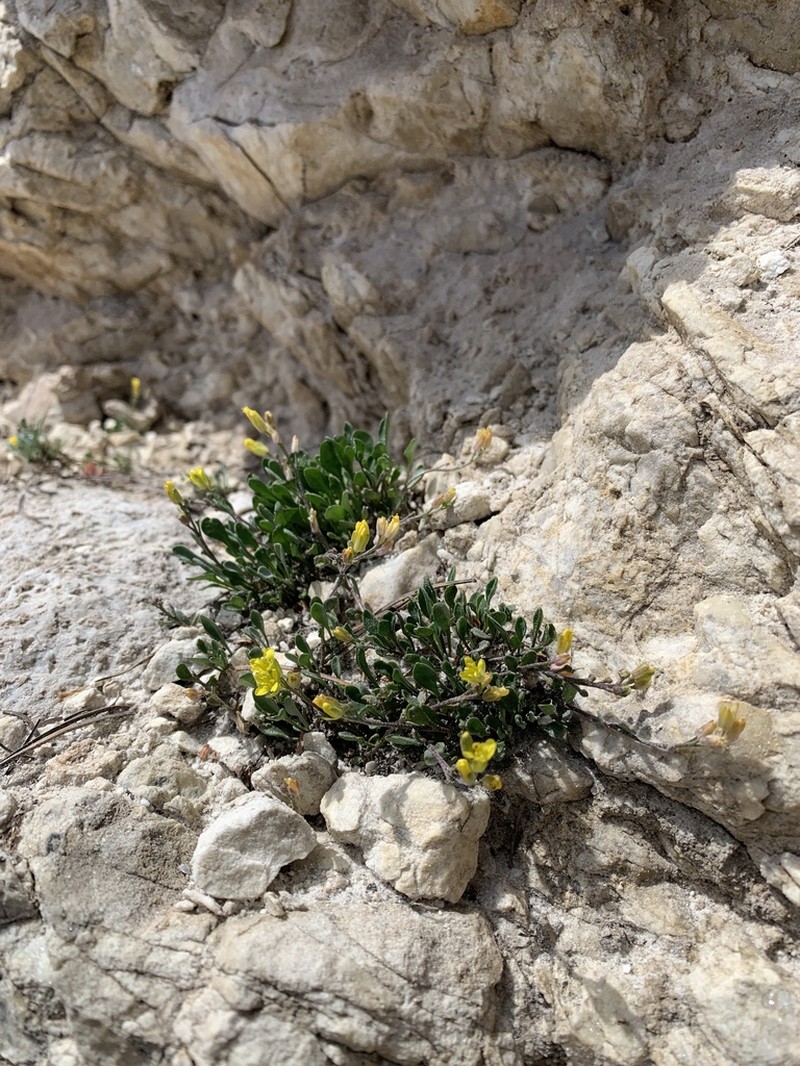 Garrett's Bladderpod