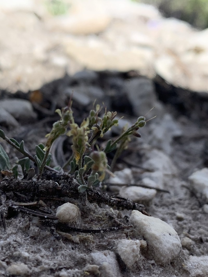 Garrett's Bladderpod photo 2