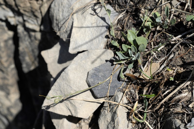 Garrett's Bladderpod photo 3