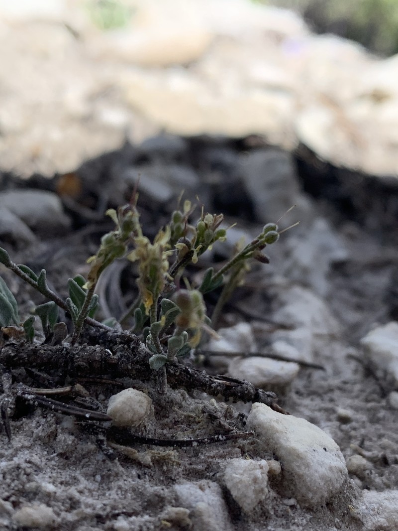 Garrett's Bladderpod photo 4