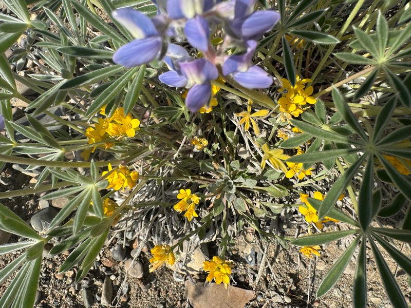 Geyer's Twinpod photo 3