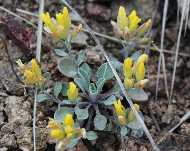 Geyer's Twinpod photo 5