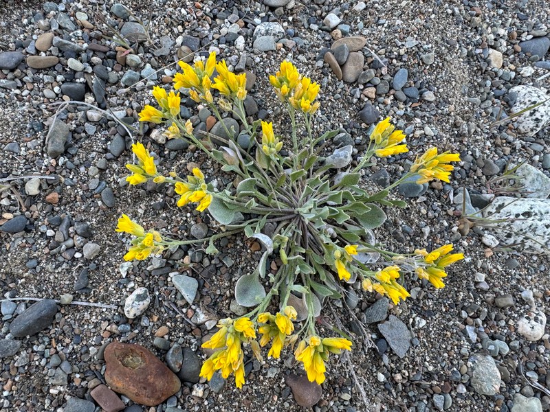 Geyer's Twinpod photo 6