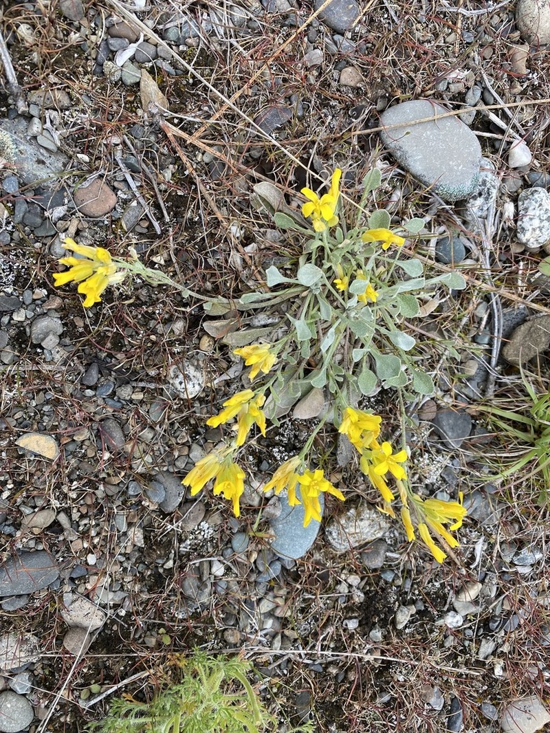Geyer's Twinpod photo 7