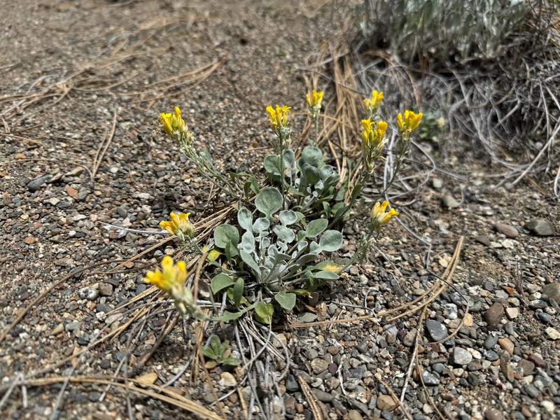 Geyer's Twinpod photo 8