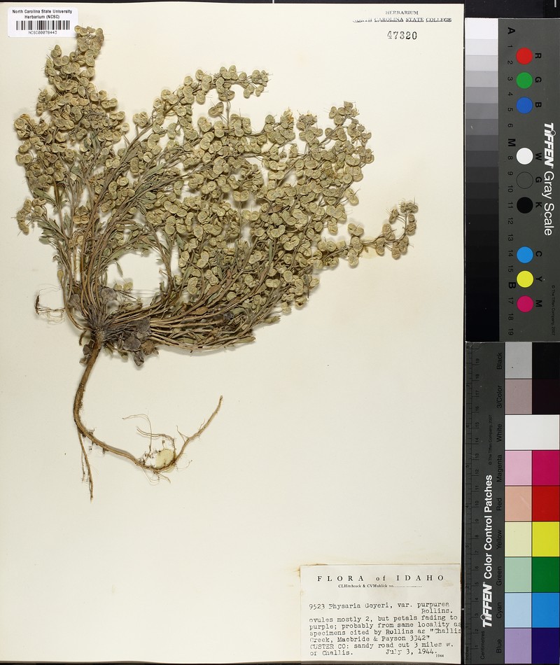Physaria geyeri subsp. purpurea
