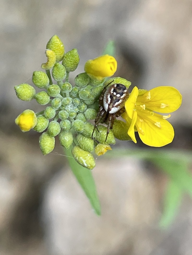 Globe Bladderpod photo 3