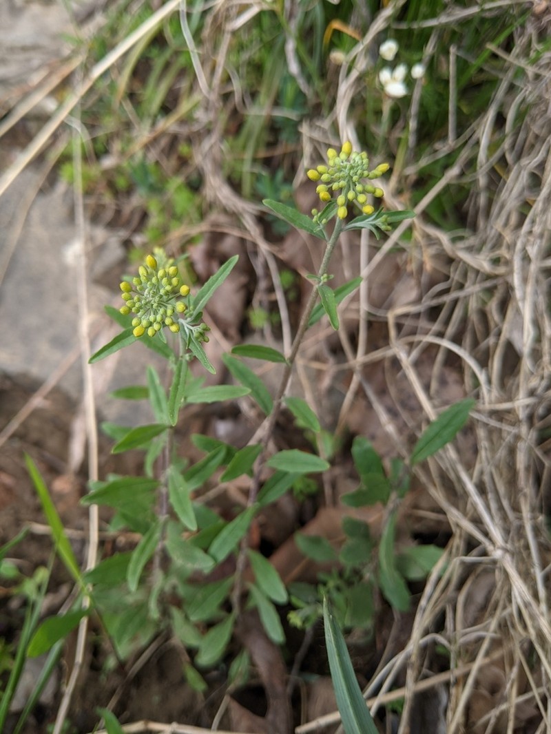 Globe Bladderpod photo 4