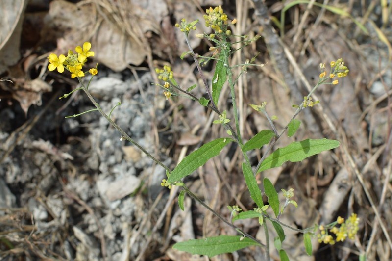 Globe Bladderpod photo 5