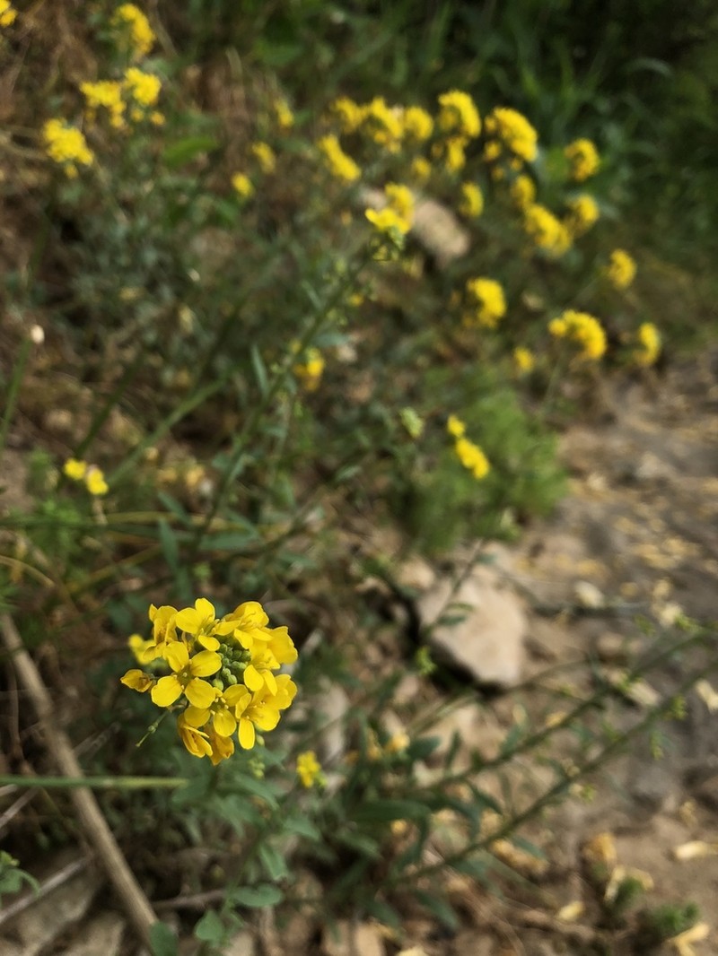 Globe Bladderpod photo 6