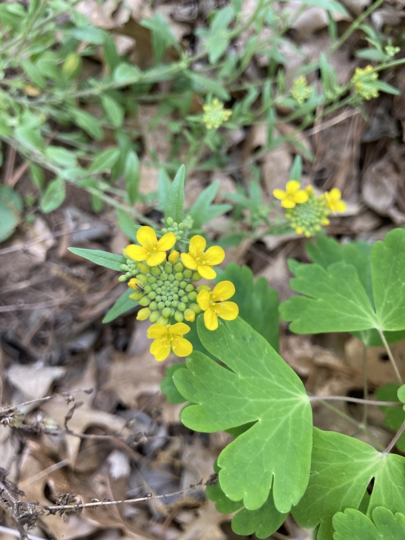 Globe Bladderpod photo 7