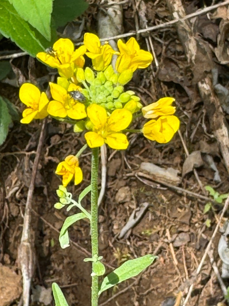 Globe Bladderpod photo 8