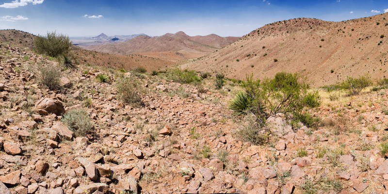 Goodding's Bladderpod
