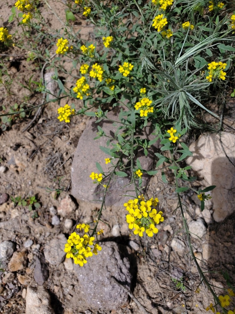 Goodding's Bladderpod photo 4