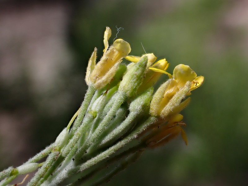 Goodding's Bladderpod photo 5