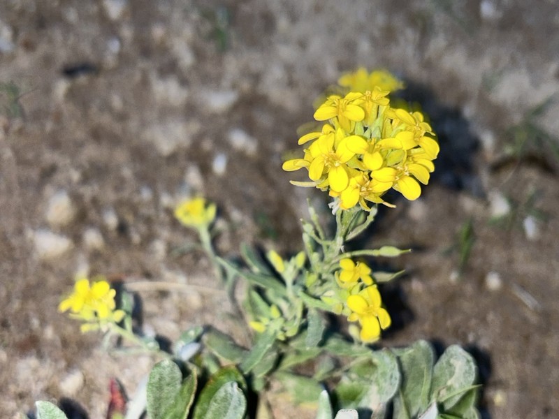 Goodding's Bladderpod photo 6