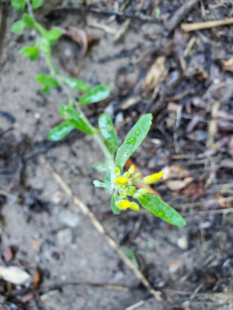 Goodding's Bladderpod photo 8