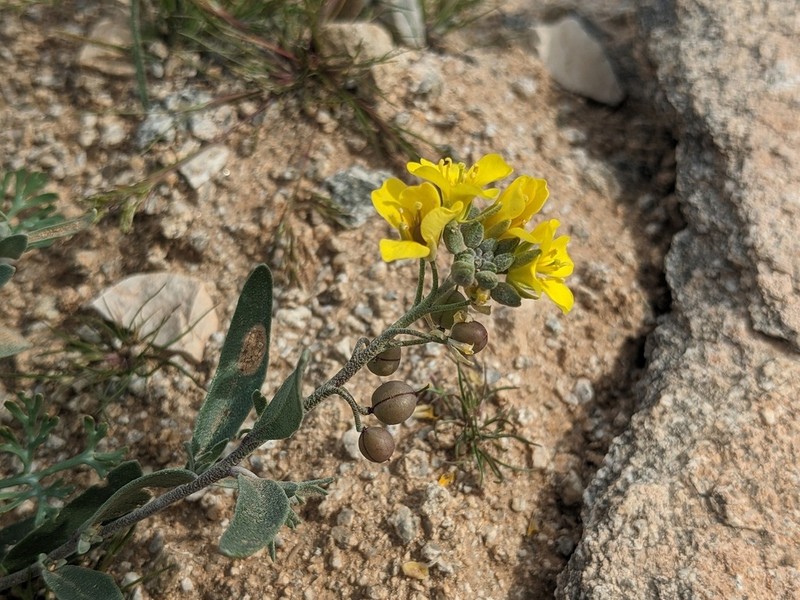 Gordon's Bladderpod