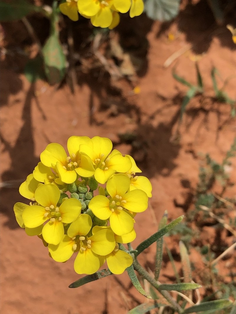 Gordon's Bladderpod photo 2