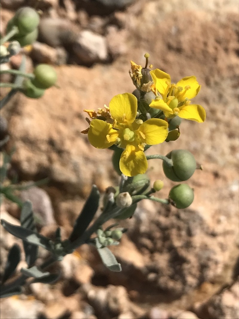 Gordon's Bladderpod photo 3
