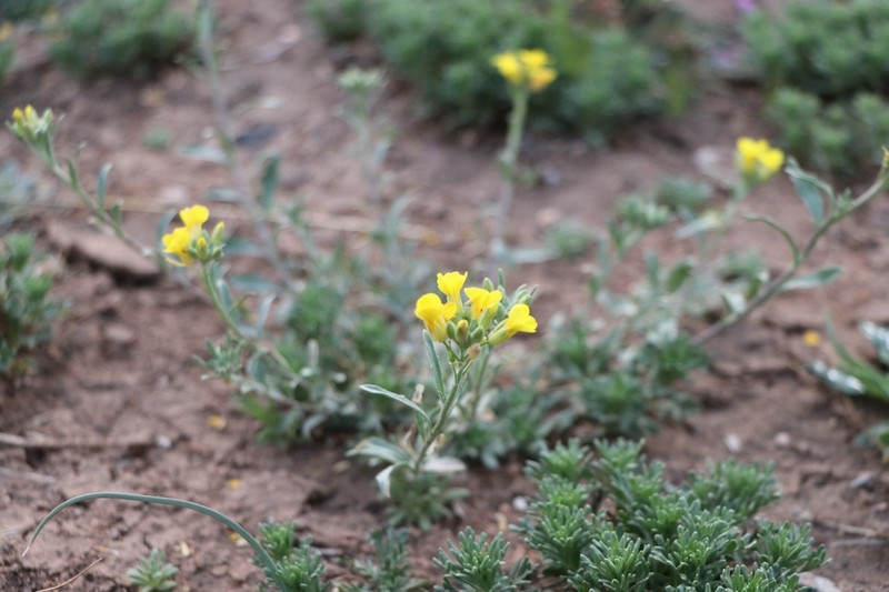 Gordon's Bladderpod photo 4