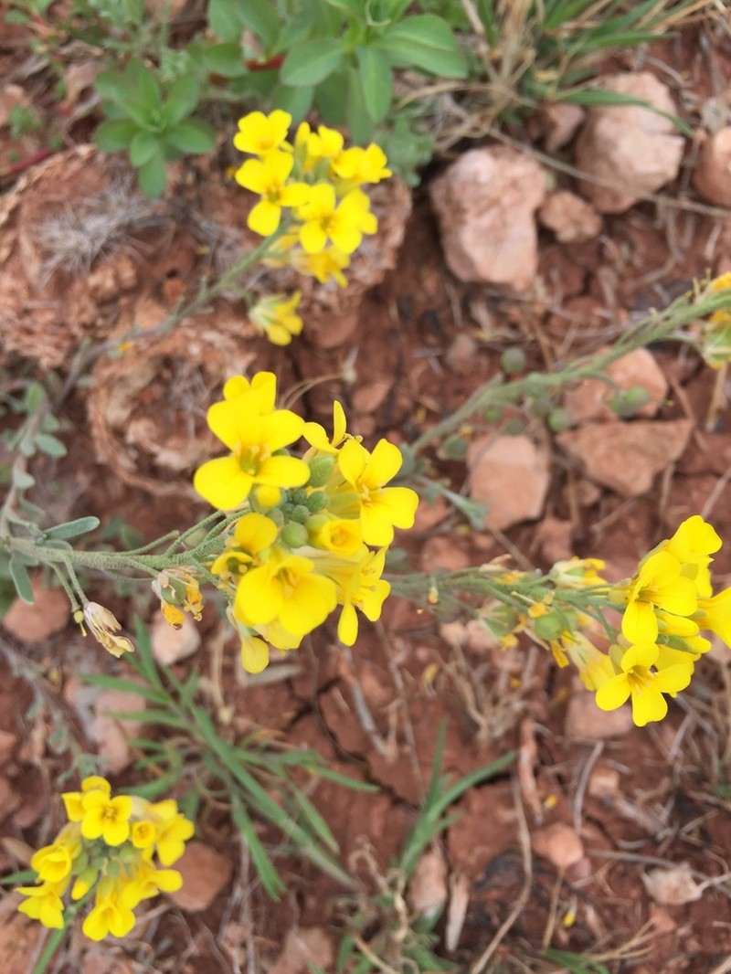 Gordon's Bladderpod photo 5
