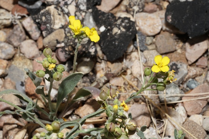 Gordon's Bladderpod photo 6