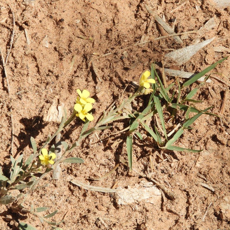 Gordon's Bladderpod photo 7